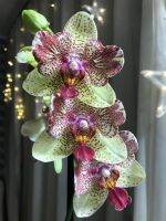 ฟาแลนนอป(Phalaenopsis Orchid) ??ยอดนิยม??จัดส่งทั้งกระถางสีดอกตามภาพ