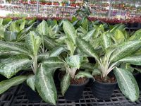 ต้นโกลนีมา หรือบัลลังค์เงิน : Aglaonema sp. Banlangngoen กระถาง 11 นิ้ว