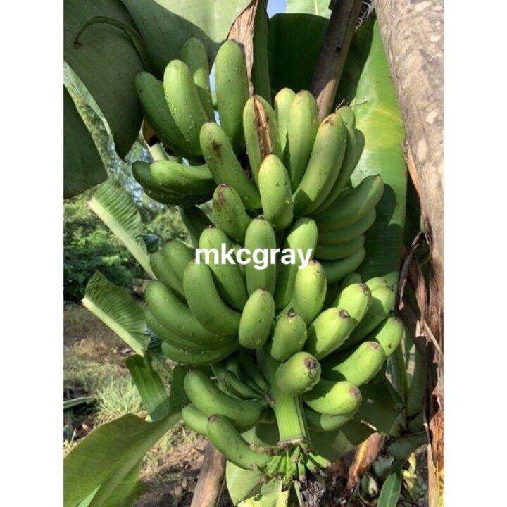 Davao Lakatan Banana Tree Shoots Suwi Suhe | Lazada PH