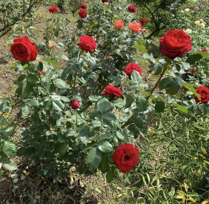 ค้นไม้แห่งความสุข-ต้นกุหลาบ-ดอกสีแดง-จัดเป็นไม้ดอกประเภทพุ่ม-พลัดใบ-มีลำต้นตั้งตรงหรือเลื้อย-แข็งแรงมีใบย่อย-3-5-ใบ-พันธุ์ดอกสีแดง-ได้แก่-คริสเตียนดิออร์-สวาทมอร์-สคาร์เลทไนท์