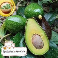 อะโวคาโด พื้นเมืองรวมคละไซส์ ?สินค้าหมด/ So out? / 1 กก/Kg. 5-6 ลูก/Results ( Avocado ( Native/Aboriginal )