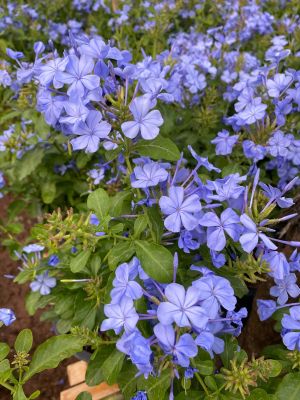 ต้นพยับหมอก ไม้ดอกสีฟ้าคราม สวยงามมีความอึดทนเป็นเริศ