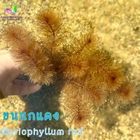 ขนนกแดง (พอส) Mariophyllum rad