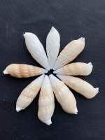 หอยทากไผ่ขาว white bamboo root sea snail shell 50g sun