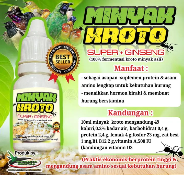 Kandungan Kroto MINYAK KROTO SUPER/minyak jangkrik/minyak ulet/penggacor burung/suplemen/vitamin | Lazada Indonesia