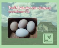 ไข่เชื้อไก่ยักษ์บราห์ม่า (Brahma) แบบแพ็คละ 4ใบ สำหรับฟักในตู้ฟัก