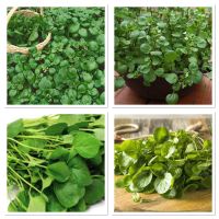 เมล็ดพันธุ์ วอเตอร์เครส สลัดน้ำ (Watercress Seed) บรรจุ 500 เมล็ด คุณภาพดี ราคาถูก ของแท้ 100%