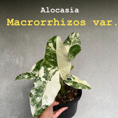 บอนกระดาษด่าง Alocasia macrorrhizos (L.) G.Don  เลือกต้นได้