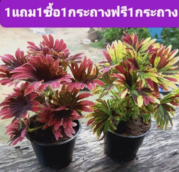 ต้นฤาษีผสมปลากัด-ซื้อ-1-แถม-1-ฟรี-จัดส่งสีตามรูปทั้งกระถาง-ติดแล้วรากเดินดี-ลักษณะ-ต้น