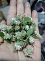 บานไม่รู้โรยป่า สีขาว 50 ดอก  Globe amaranth white