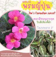 พรมญี่ปุ่น "จิมส์ คาเนเดี่ยน ซันเซท" (Jims Canadian Sunset) ดอกชมพูลายจุด ใบเขียว ส่งในกระถาง 3 นิ้ว