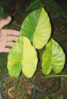 Alocasia Gageana Aurea Variegated เลือกต้นทางช่องแชท) พิมว่าช้างเหลือง ? บอนหูช้างด่างเหลือง ในกระถาง 8️⃣.5️⃣ นิ้ว (ด่างทันทีไม่ต้องรอลุ้น) สามารถเลือกต้นได้ทางช่องแชทค่ะ