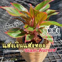 ต้นแสงเงินแสงทอง สยามออโรร่า ( Aglaonema sp. ‘Siam-Aurora ) ตระกลูอโกลนีมา แก้วกาญจนา ต้นไม้มงคล ต้นไม้ฟอกอากาศ