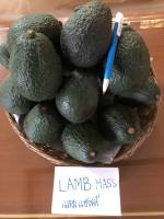 ต้นอะโวคาโด แลมแฮส  lamb hass แบบเสียบยอด