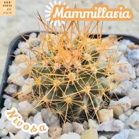 [แมมนิโวซ่า] Mammillaria Nivosa ส่งพร้อมกระถาง แคคตัส Cactus Succulent Haworthia ไม้อวบน้ำ พืชอวบน้ำ ไม้หนาม ไม้โขด ไม้ทะเลทราย ชอบแดด ทนแดด กระบองเพชร กุหลาบหิน ไม้อวบน้ำ พืชอวบน้ำ ตั้งโต๊ะ แต่งบ้าน แต่งห้อง indoorplant indoorplants plant plants พืช