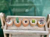 กระบองเพชร ไม้จิ๋ว Cactus set 5 pot ?กระถางดินเผา ตรงปก (ได้ทั้ง5 กระถางนี้เลยค่ะ?)