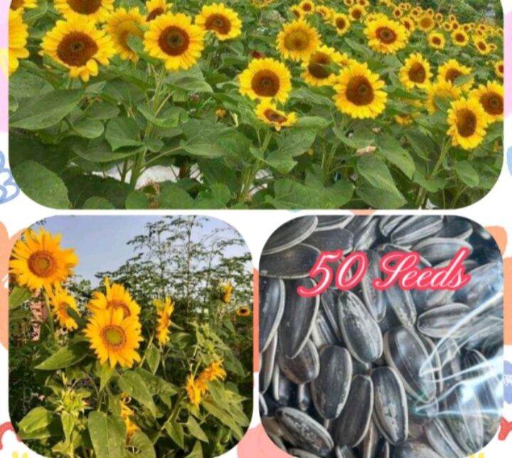 Giant Sunflower Seeds(50seeds)seeds for planting Lazada PH