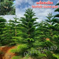 เมล็ดสนฉัตร20เมล็ด Norfolk island pine ***ศึกษาวิธีเพาะได้ใน "รายละเอียดสินค้า" ***