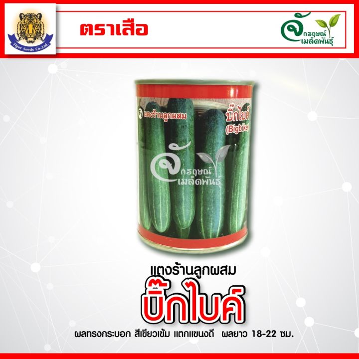 แตงร้าน-บิ๊กไบค์-ตราเสือ-ดก-สม่ำเสมอ-ต้องลอง-มีขนาด-100กรัม