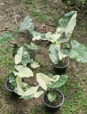 Alocasia macrorrhizos บอนกระดาดด่าง(ไซร้แม่พันธุ์) ❌ไม่ต้องรอ ❌ไม่ต้องลุ้นใบ ❌ไม่ต้องลุ้นเขียว บอนด่าง ต้นสวย แข็งแรง ปลูกง่ายเลี้ยงง่าย โตไว ... หมวดหมู่, พันธุ์ไม้ประดับใบด่าง ไม้ด่าง พันธ์ไม้หายาก.