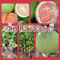 ต้นพันธุ์ส้มโอทองดี กิ่งตอนชำลงถุงรากแน่นโตไวต้นแข็งแรงพร้อมปลูก