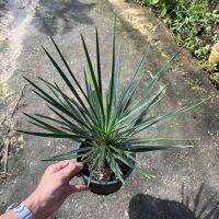 ต้นเข็มกุดั่น (Yucca aloifolia) ? ไม้ทะเลทราย กระถาง 5 นิ้ว สามารถแตกหน่อ และนำไปขายได้ พร้อมจัดส่งง?