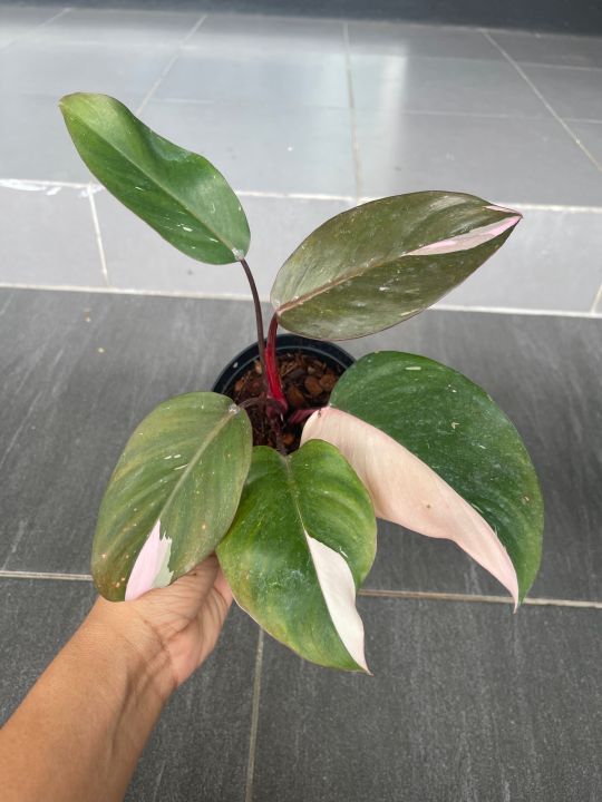 พิ้งปริ้นเซส-philodendron-pink-princess