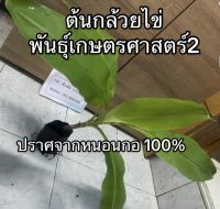 ต้นกล้วยไข่พันธุ์เกษตรศาสตร์ 2 ?ปราศจากหนอนกอ 100%