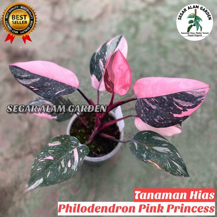 ORIGINAL Tanaman Hias Philodendron Pink Princess Philo Pink Princess