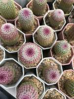 เรนโบว์ไม้เมล็ด Echinocereus Pectinatus