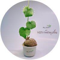 ?บอระเพ็ดพุงช้าง ? ขายพร้อมกระถาง?ไม้โขดหายาก ?ไม้โขด Stephania suberosa (ขนาดตามป้าย)#ไม้โขด