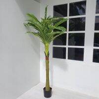 Sago Palm 1.85M - ต้นปาล์มสาคู สูง 185ซม. ต้นไม้ปลอมเกรดพรีเมี่ยมเพื่อการตกแต่ง ต้นไม้ประดิษฐ์ สไตล์บีชฟอเรส ทรอปิคอล Artificial plant for decoration #Madamkhajee