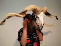 Tibetan sheep skull เขาแกะทิเบต สุดชิ้นชิ้นงานคุณภาพ