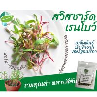 เมล็ด ต้นอ่อน สวิสชาร์ด เรนโบว์ 120 เมล็ด (2 กรัม) ต้นอ่อน ไมโครกรีน Microgreens รวมคุณค่า หลากสีสัน