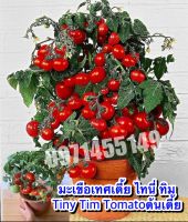 เมล็ดมะเขือเทศแคระสีเหลืองมะเขือเทศไทนี่ทิม-200เมล็ด Dwarf Potted Tomato Original ***ศึกษาวิธีการเพาะได้ในรายละเอียดสินค้า**