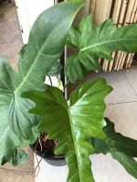 ฟิโลเดนดรอน โกเด้น ดราก้อน philodendron golden dragon มรกตเขียว ไม้ประดับใบเขียวพร้อมกระถาง7นิ้ว(1ต้น/แพค)