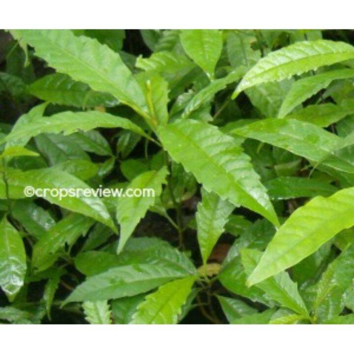 Molave Tree Seeds, 10 seeds for 50 pesos Lazada PH