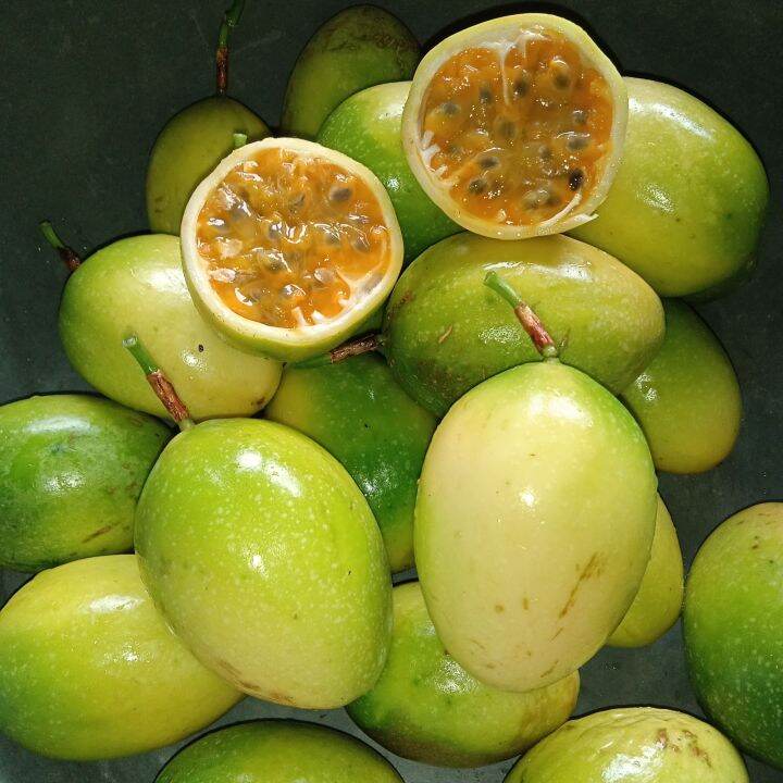 Buah Markisa Atau Saprola Segar 1kg Lazada Indonesia