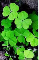 เมล็ดพันธ์ุ โคลเวอร์ สามแฉก (Clover Leaf) บรรจุ 30 เมล็ด สัญลักษณ์แห่งความโชคดี ของแท้ นำเข้า