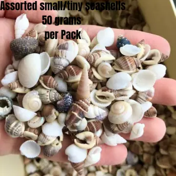 Philippines Mix-Beach Wedding Decor-Sea Shells Bulk-Assorted Seashell  Mix-Sea Shells-Sea Shells for Crafting-FREE SHIPPING!