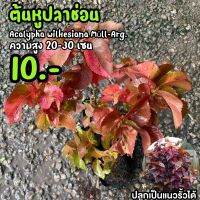 ต้นหูปลาช่อน (จำนวน 1 ต้น)