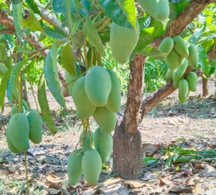 🥭🌳มะม่วงโชคอนันต์ เสียบยอดออกลูกปีละ 2 มะม่วงสามฤดู ครั้งเมล็ดลีบเล็กผลใหญ่มีเสี้ยนน้อยผลดิบเนื้อกรอบแต่รสเปรี้ยวจี๊ดผลสุกเนื้อและเปลือกสีเหลืองดั่งทองคำรสชาติหวานอร่อย