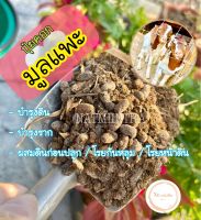 ปุ๋ยคอกมูลแพะ มูลแพะ ขี้แพะ (3kg.) ปุ๋ยขี้แพะ ขี้แพะ ขี้แพะปลูกต้นไม้