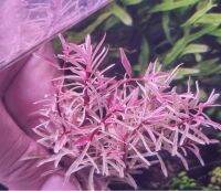 ลัดวิเจียไวท์( ludwigia sp. White) ไม้น้ำสีขาวชมพูสุด Hot ในตลาด และหายาก2 กิ่ง 120 เท่านั้น!