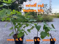 ต้นมะเดื่อฝรั่ง ราสเบอรี่ ลาเต้ รุ่นใหญ่ ขอดูรูปต้นจริงได้ค่ะ/ raspberry latte fig tree size 12”potted