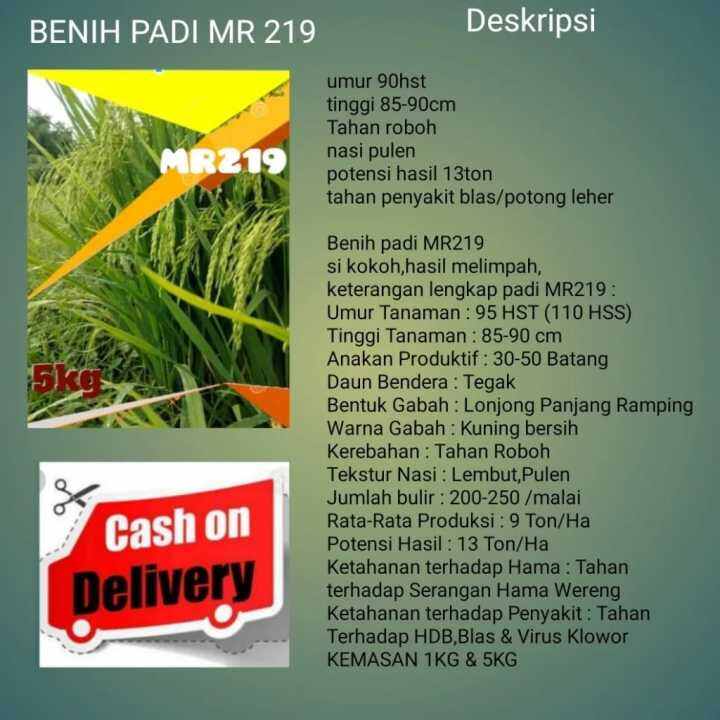 BIBIT PADI MR 219 KEMASAN 5KG | Lazada Indonesia