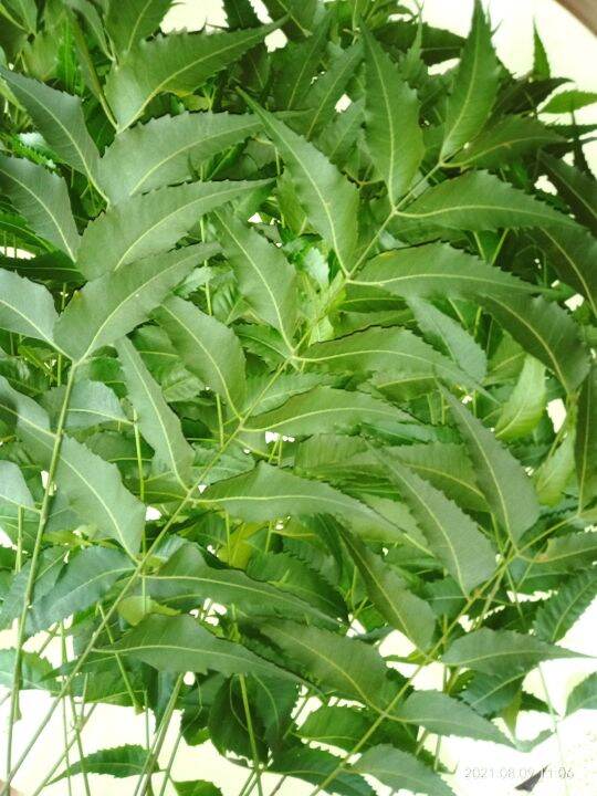 Organic Neem Leaves Natural Skin Remedy For Scabies Mange Dermatitis