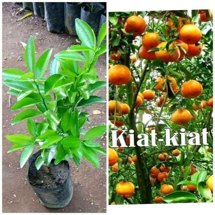 Live Plant Grafted Plant Marcoted Plant Kiat Kiat Tree Plant Fruit ...