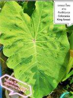 บอนนาไทยด่าง​ คิงส์​ฟอเรส​ colocasia king Forrest กระถาง​4 นิ้ว​สูง​10_15 ซ.