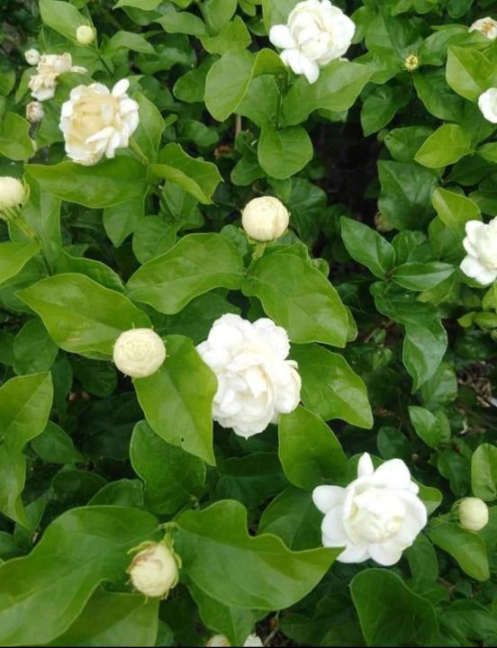 มะลิซ้อน-ซื้อ-10-ต้น-nbsp-nbsp-เป็นไม้ดอกที่มีกลิ่นหอมตลอดทั้งวัน-และออกดอกตลอดทั้งปี-ในฤดูร้อนจะออกดอกมากกว่าในฤดูหนาว-ต้นสูง-25-35-ซม-ปลูกง่าย-ดูแลง่ายออกดอกง่าย-nbsp-ชุด-10-ต้น